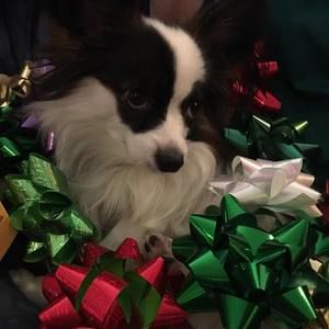 Meet your Posher, Shellie